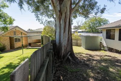 Boundary tree growing on a shared fence line in Toowoomba