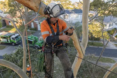 Qualified arborist working with a two rope climbing system in a backyard eucalyptus in Toowoomba