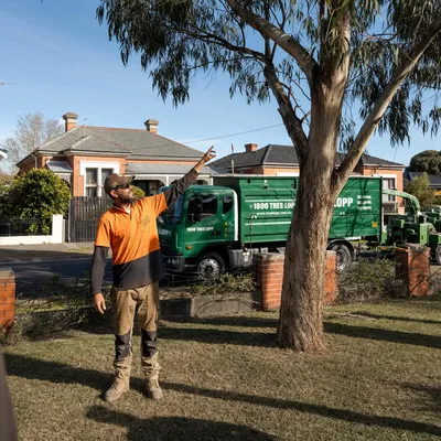 Tree Removal pricing in Toowoomba