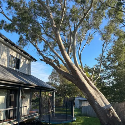 Before: Bunya pine felling, escarpment block in Rangeville, Toowoomba