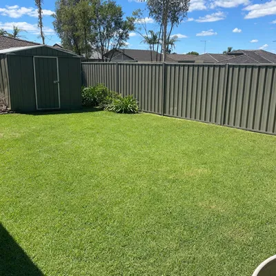 After: Hail-split jacaranda, hanging section over the back deck, Toowoomba