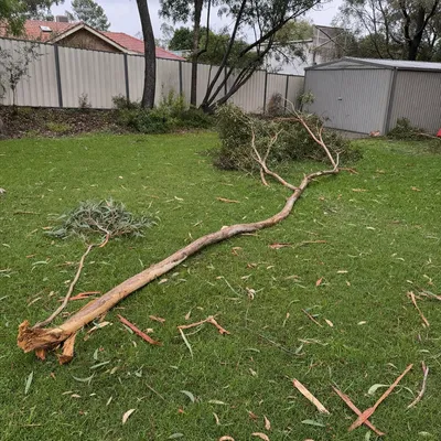 Before: Hail-split jacaranda, hanging section over the back deck, Toowoomba