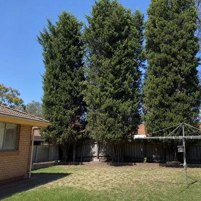 Before: Camphor laurel clearing, retaining wall pressure in East Toowoomba, Toowoomba