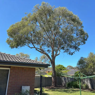 After: Crown lift over a Kearneys Spring driveway, Toowoomba