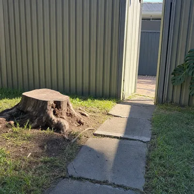 Before: Stump grind, concrete path heaving in Harristown, Toowoomba