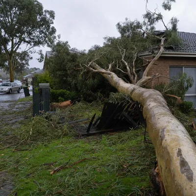 Emergency Tree Services in Toowoomba. Around the clock response to hail-split limbs, fallen trunks and urgent tree hazards across Toowoomba after storm events on the escarpment.